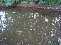 Fischsterben Wipper 1435